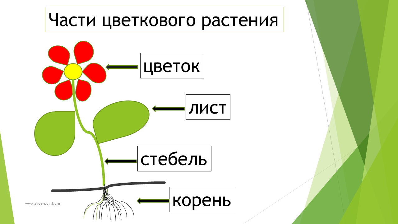 Состав цветка схема