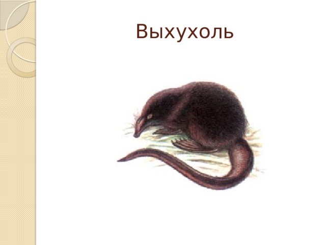 Шубы выхухоль