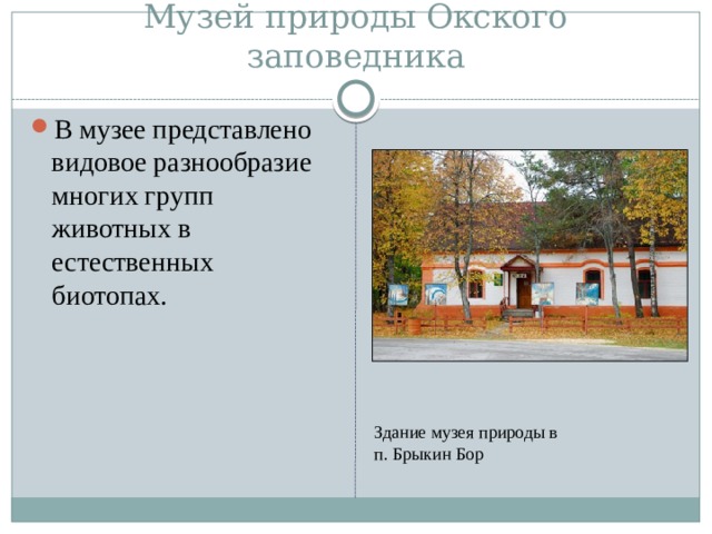 Музей природы Окского заповедника В музее представлено видовое разнообразие многих групп животных в естественных биотопах. Здание музея природы в п. Брыкин Бор 