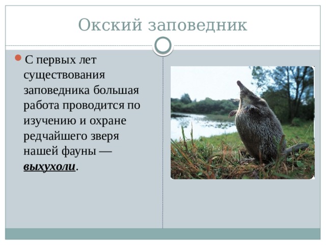 Окский заповедник С первых лет существования заповедника большая работа проводится по изучению и охране редчайшего зверя нашей фауны — выхухоли . 