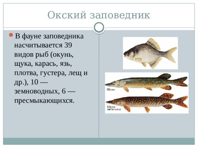 Окский заповедник В фауне заповедника насчитывается 39 видов рыб (окунь, щука, карась, язь, плотва, густера, лещ и др.), 10 — земноводных, 6 — пресмыкающихся. 