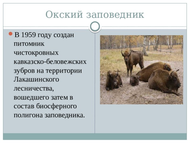 Окский заповедник В 1959 году создан питомник чистокровных кавказско-беловежских зубров на территории Лакашинского лесничества, вошедшего затем в состав биосферного полигона заповедника. 