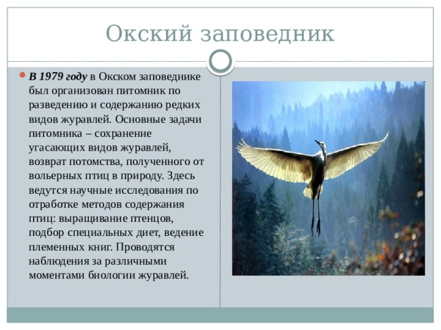 Окский заповедник В 1979 году в Окском заповеднике был организован питомник по разведению и содержанию редких видов журавлей. Основные задачи питомника – сохранение угасающих видов журавлей, возврат потомства, полученного от вольерных птиц в природу. Здесь ведутся научные исследования по отработке методов содержания птиц: выращивание птенцов, подбор специальных диет, ведение племенных книг. Проводятся наблюдения за различными моментами биологии журавлей. 