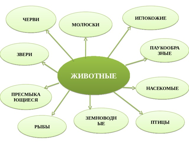 ИГЛОКОЖИЕ ЧЕРВИ МОЛЮСКИ ПАУКООБРАЗНЫЕ ЗВЕРИ ЖИВОТНЫЕ НАСЕКОМЫЕ ПРЕСМЫКАЮЩИЕСЯ ЗЕМНОВОДНЫЕ ПТИЦЫ РЫБЫ 