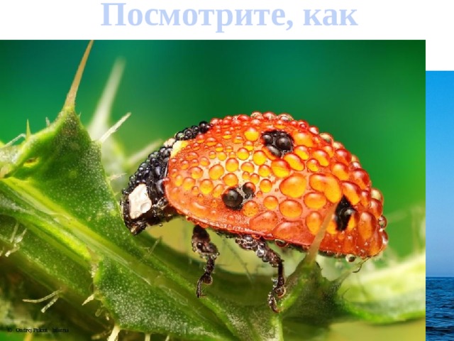 Посмотрите, как прекрасен этот мир! 