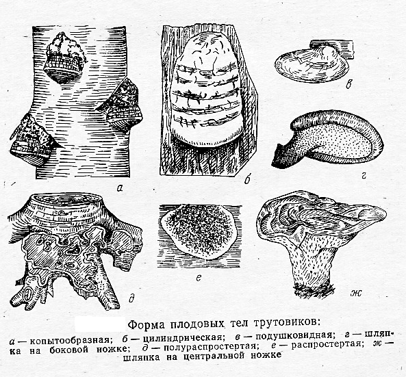 Плодовое тело гриба трутовика. Трутовик строение гименофора. Гименофор трутовика схема. Строение гриба трутовика. Плодовое тело трутовика.