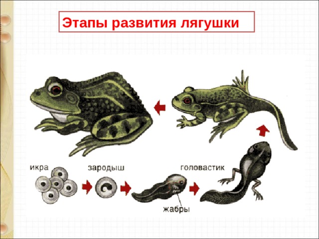 Этапы развития лягушки 