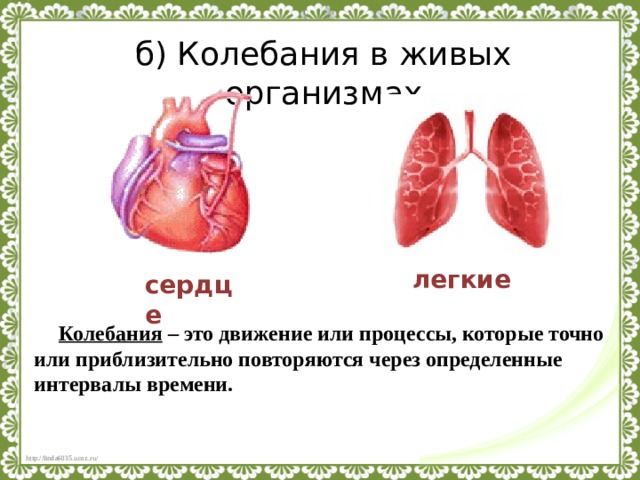 б) Колебания в живых организмах легкие сердце Колебания – это движение или процессы, которые точно или приблизительно повторяются через определенные интервалы времени. 