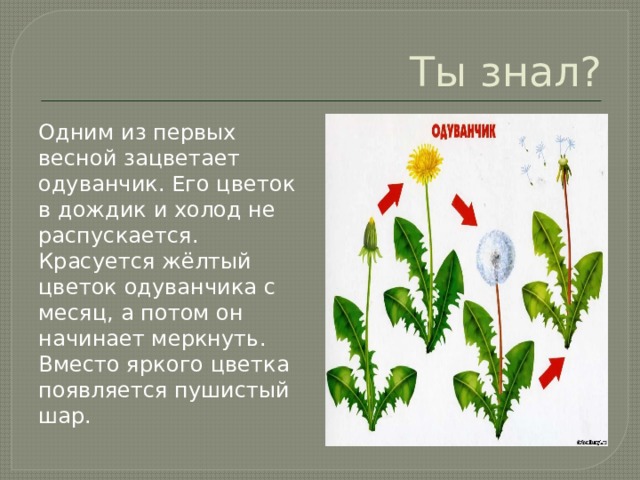 Ты знал? Одним из первых весной зацветает одуванчик. Его цветок в дождик и холод не распускается. Красуется жёлтый цветок одуванчика с месяц, а потом он начинает меркнуть. Вместо яркого цветка появляется пушистый шар. 