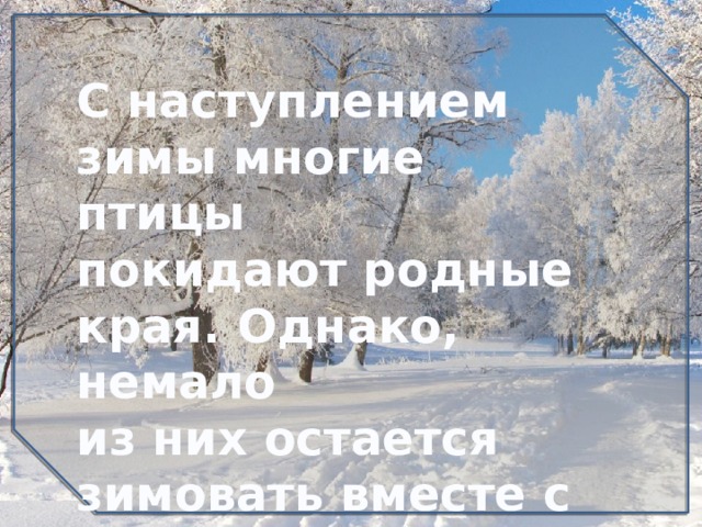 С наступлением зимы многие птицы покидают родные края. Однако, немало из них остается зимовать вместе с нами… 