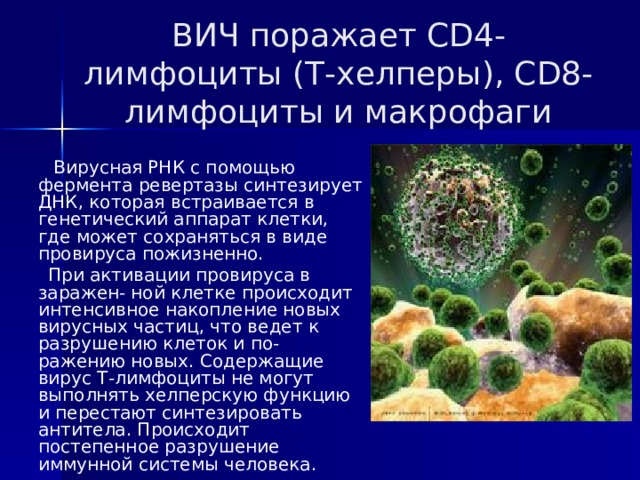 ВИЧ поражает CD4-лимфоциты (Т-хелперы), CD8-лимфоциты и макрофаги  Вирусная РНК с помощью фермента ревертазы синтезирует ДНК, которая встраивается в генетический аппарат клетки, где может сохраняться в виде провируса пожизненно.  При активации провируса в заражен- ной клетке происходит интенсивное накопление новых вирусных частиц, что ведет к разрушению клеток и по- ражению новых. Содержащие вирус Т-лимфоциты не могут выполнять хелперскую функцию и перестают синтезировать антитела. Происходит постепенное разрушение иммунной системы человека. 
