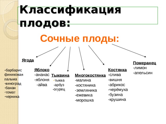 Презентация виды плодов биология 6 класс