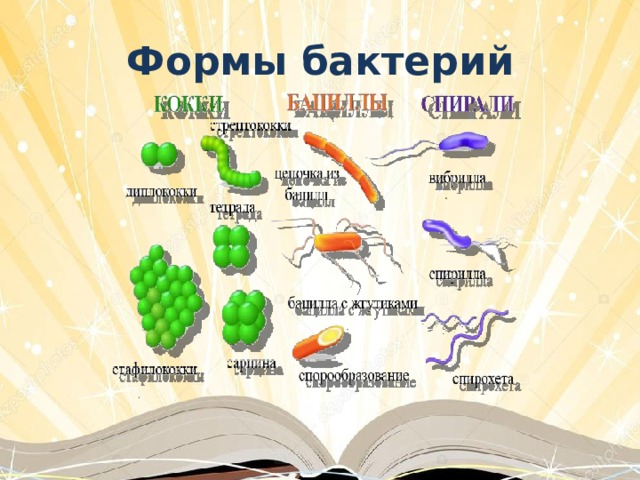 Проект бактерии 5 класс