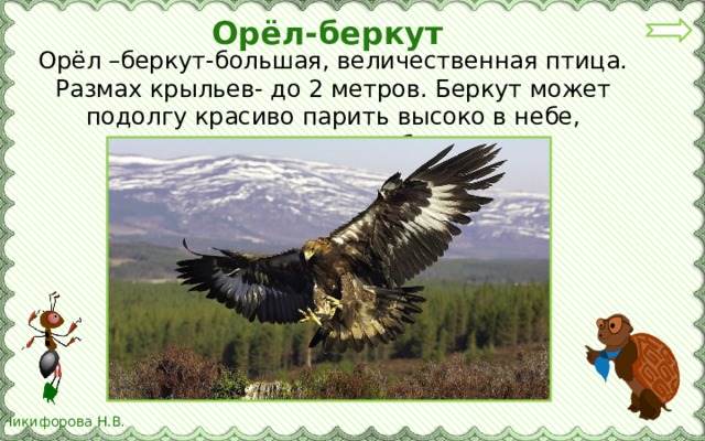 Урок охрана животных 3 класс. Размах крыльев 2 метра. Орел с размахом крыльев 2 метра. Птица с размахом крыла 2 метра. Размах крыльев Беркута в метрах.