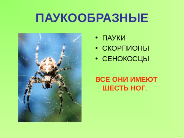 Презентация "Разнообразие животных"