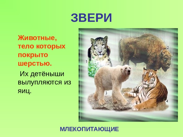 Проект по окружающему миру 3 класс животные