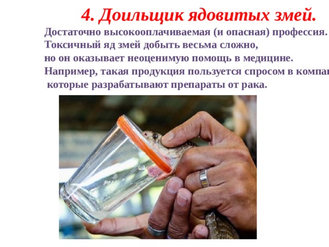 4.   Доильщик ядовитых змей. Достаточно высокооплачиваемая (и опасная) профессия. Токсичный яд змей добыть весьма сложно, но он оказывает неоценимую помощь в медицине. Например, такая продукция пользуется спросом в компаниях,  которые разрабатывают препараты от рака. 