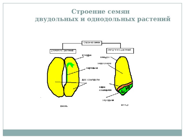 Строение семян  двудольных и однодольных растений 