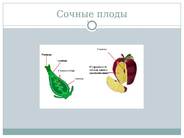 Сочные плоды 