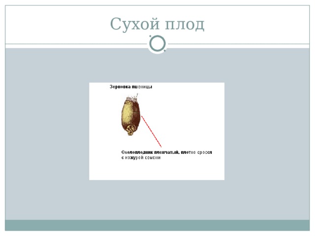 Сухой плод 