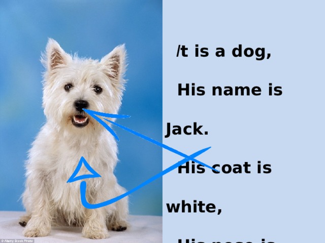 His name is. I have got a Dog his name is Jack. I have a Dog. Стих i have a Dog his name is Jack. I am a Dog my name is Jack.