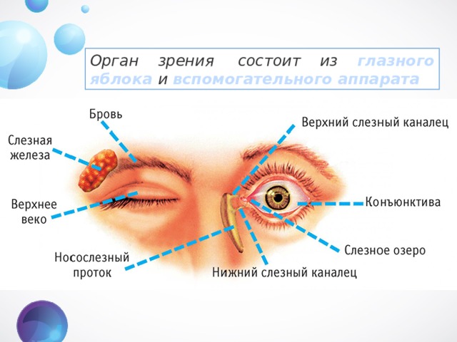 Орган зрения  состоит из глазного яблока и  вспомогательного аппарата   