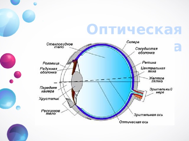 Оптическая система глаза 