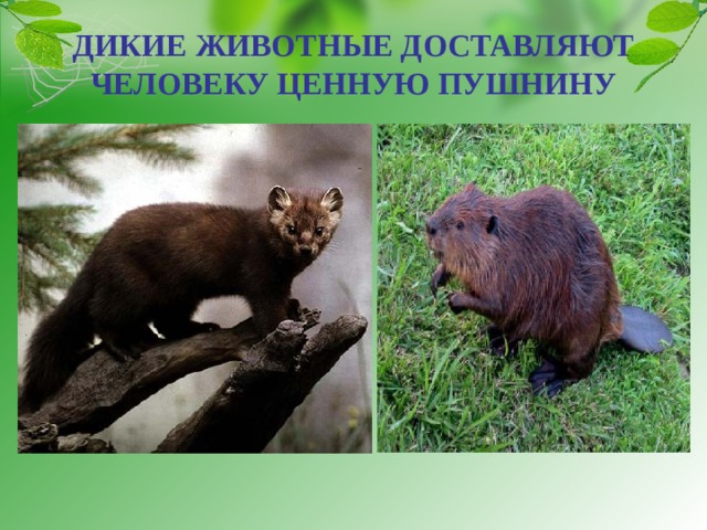 ДИКИЕ ЖИВОТНЫЕ ДОСТАВЛЯЮТ ЧЕЛОВЕКУ ЦЕННУЮ ПУШНИНУ 
