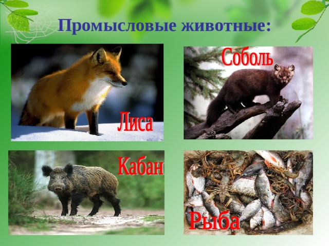 Промысловые животные:   