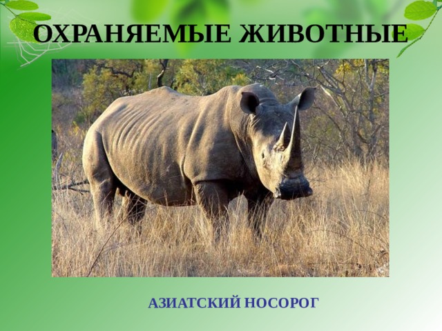 ОХРАНЯЕМЫЕ ЖИВОТНЫЕ АЗИАТСКИЙ НОСОРОГ 