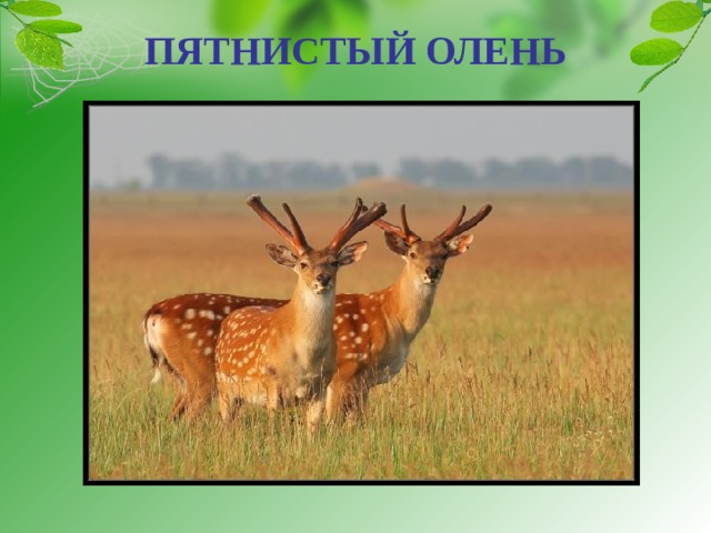 ПЯТНИСТЫЙ ОЛЕНЬ   