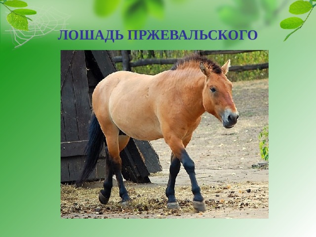 ЛОШАДЬ ПРЖЕВАЛЬСКОГО 