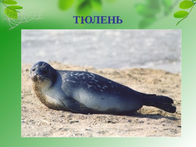 ТЮЛЕНЬ   