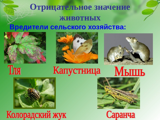 Отрицательное значение животных Вредители сельского хозяйства:  