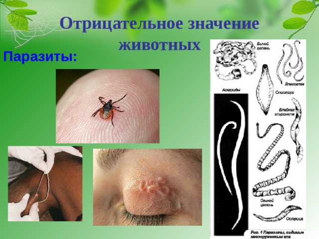 Отрицательное значение животных Паразиты:  