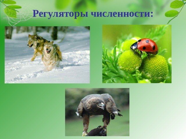Регуляторы численности:   