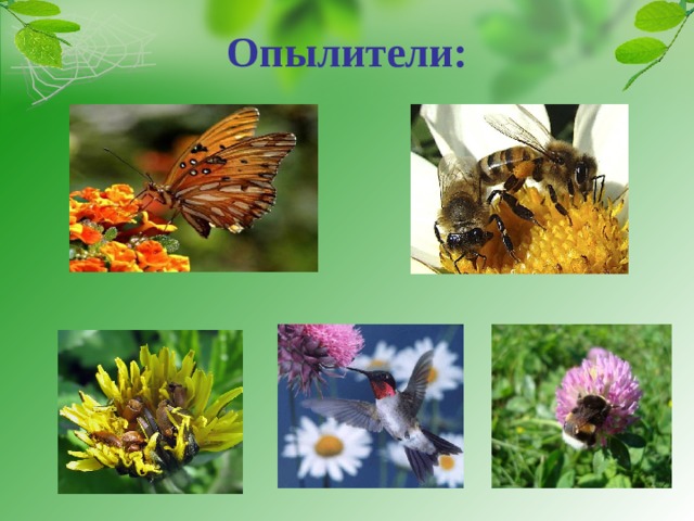 Опылители: 