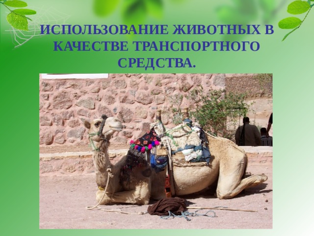 ИСПОЛЬЗОВАНИЕ ЖИВОТНЫХ В КАЧЕСТВЕ ТРАНСПОРТНОГО СРЕДСТВА. 