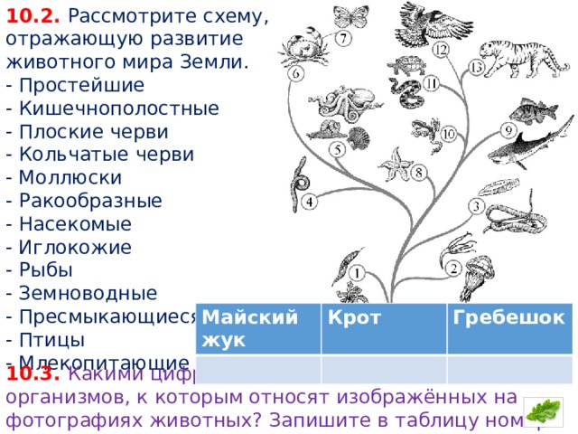 Рассмотрите изображения шести представителей мира растений впр