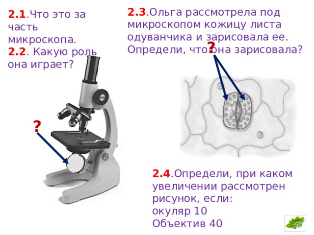 Рассмотри рисунок кожицы листа одуванчика под микроскопом что изображено под цифрой 3