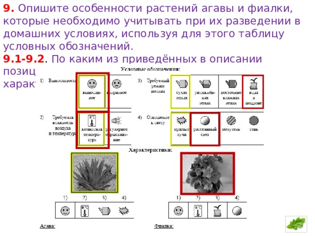 9. Опишите особенности растений агавы и фиалки, которые необходимо учитывать при их разведении в домашних условиях, используя для этого таблицу условных обозначений.  9.1-9.2 . По каким из приведённых в описании позиций эти растения имеют одинаковые характеристики? 
