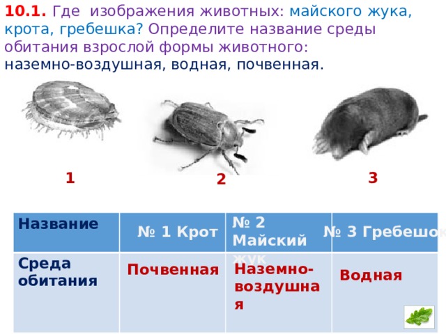 10.1. Где изображения животных: майского жука, крота, гребешка? Определите название среды обитания взрослой формы животного: наземно-воздушная, водная, почвенная. 1 3 2 № 2 Майский жук Название Среда обитания     № 1 Крот № 3 Гребешок Наземно-воздушная Почвенная Водная 