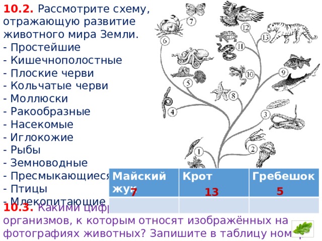 Рассмотрите схему. Схема развития животного мира земли. Схему, отражающую развитие животного мира земли.. Рассмотри схему отражающую развитие животного мира земли. Рассмотрите схему отражающую развитие животного мира.