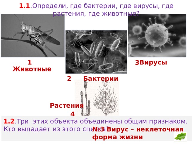 1.1 .Определи, где бактерии, где вирусы, где растения, где животные? 1 Вирусы 3 Животные Бактерии 2 Растения 4 1.2 .Три этих объекта объединены общим признаком. Кто выпадает из этого списка? № 3 Вирус – неклеточная форма жизни 