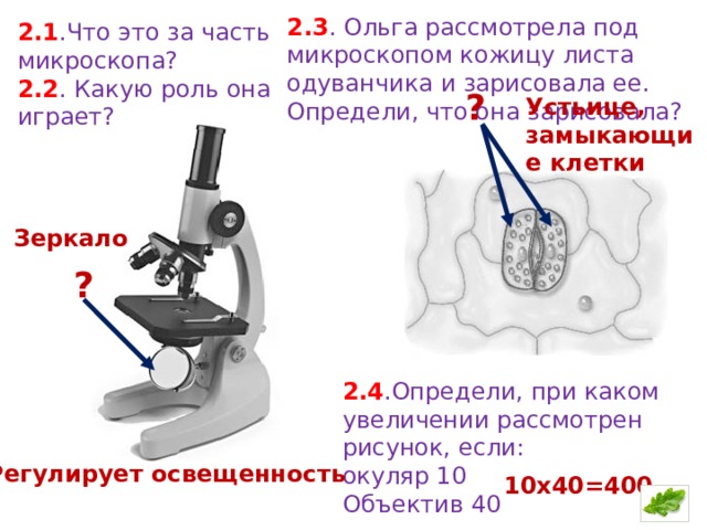 Рассмотрите изображение микроскопа что обозначено на рисунке буквой