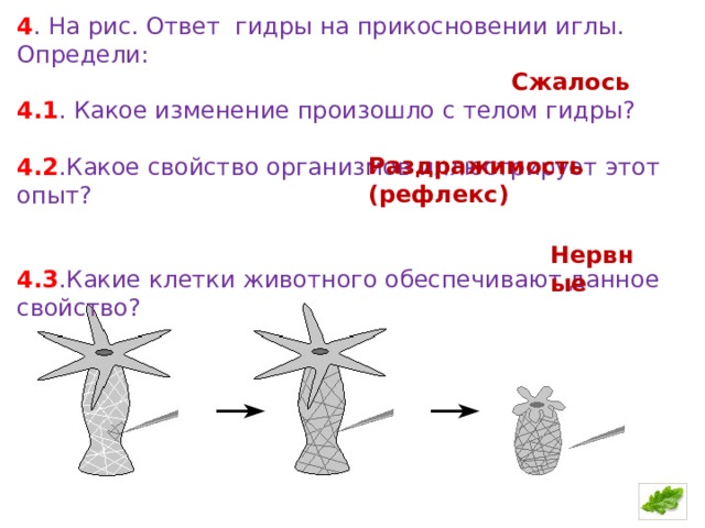 В изображенном на рисунке опыте экспериментатор. Какое изменение произошло с телом гидры. Какое свойство организмов иллюстрирует этот опыт гидры. Какие клетки животного обеспечивают данное свойство. Какое свойство организмов иллюстрирует этот опыт ответ.