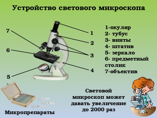 Получение изображения в микроскопе система объектив окуляр