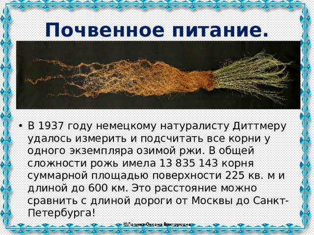 Почвенное питание. В 1937 году немецкому натуралисту Диттмеру удалось измерить и подсчитать все корни у одного экземпляра озимой ржи. В общей сложности рожь имела 13 835 143 корня суммарной площадью поверхности 225 кв. м и длиной до 600 км. Это расстояние можно сравнить с длиной дороги от Москвы до Санкт-Петербурга! 