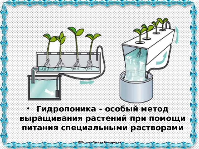 Гидропоника - особый метод выращивания растений при помощи питания специальными растворами 