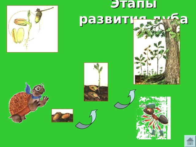 Как живут растения 1 класс